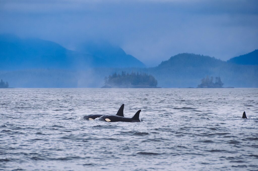 A distant shot of two killer waves floating on the surface of the ocean