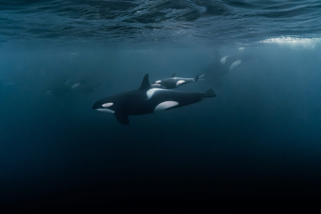 Scenic view of the beautiful baby orca in the ocean